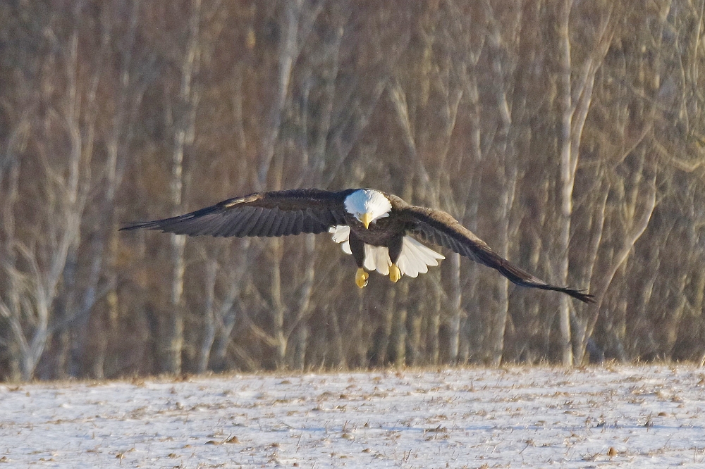 watch eagle eye watch eagle eye