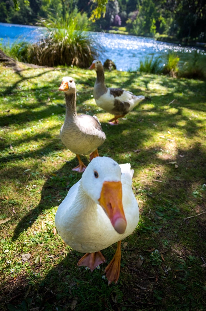 Geese at Virginia Lake