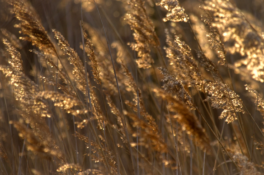 More Winter Reeds