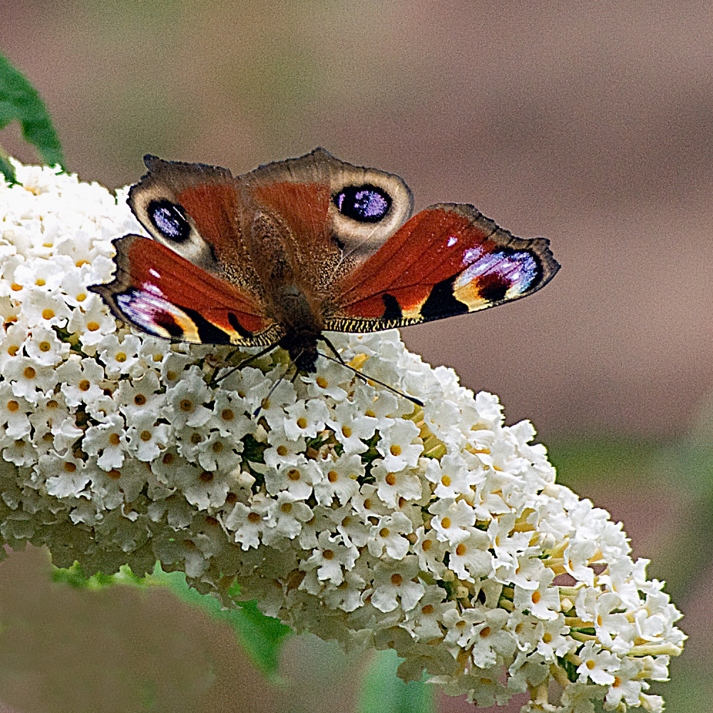 Peacock Butterfly