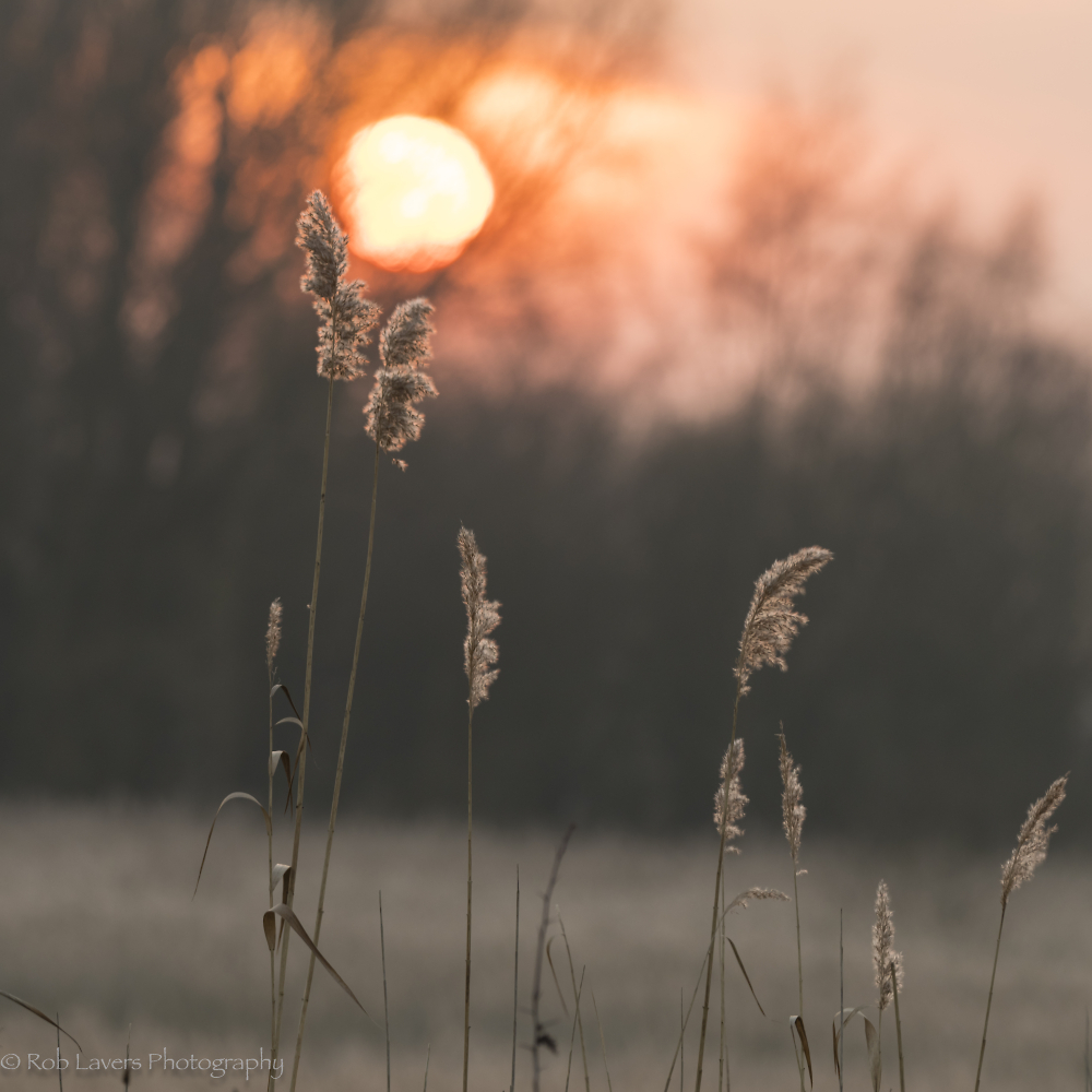 Setting sun behind grasses