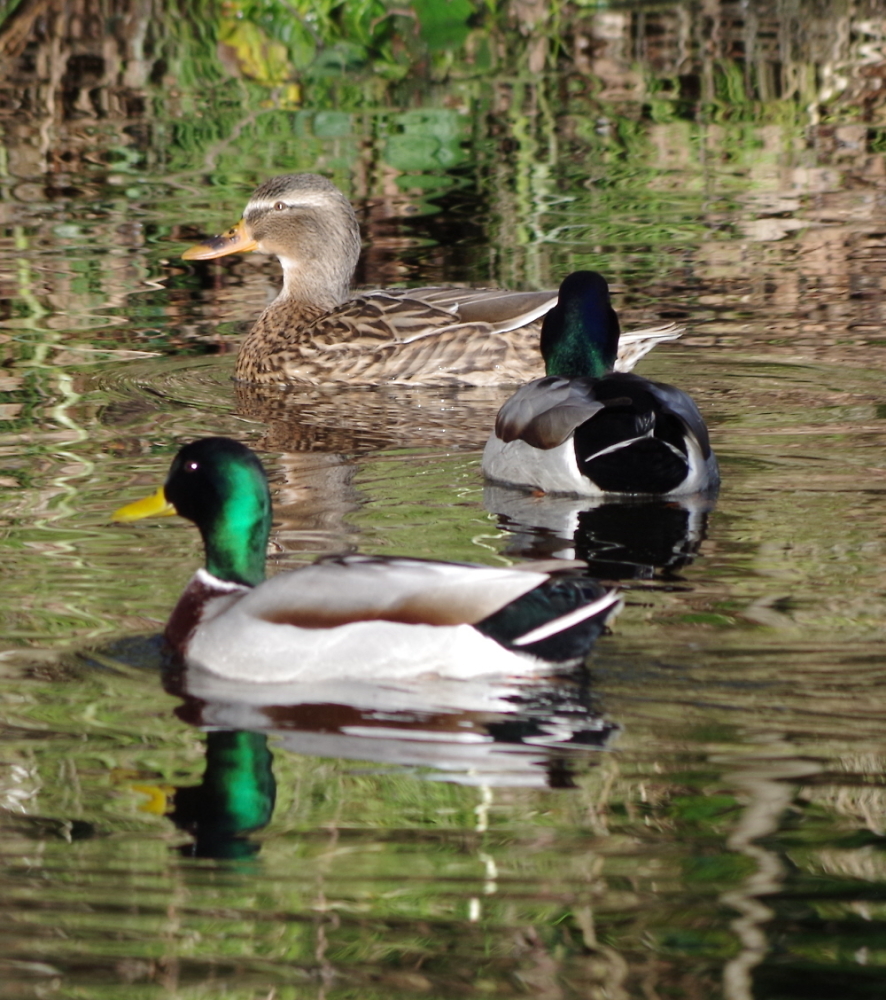 Three Ducks