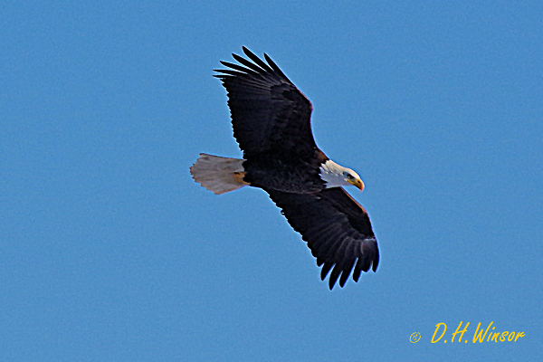 Eagle Watch 2