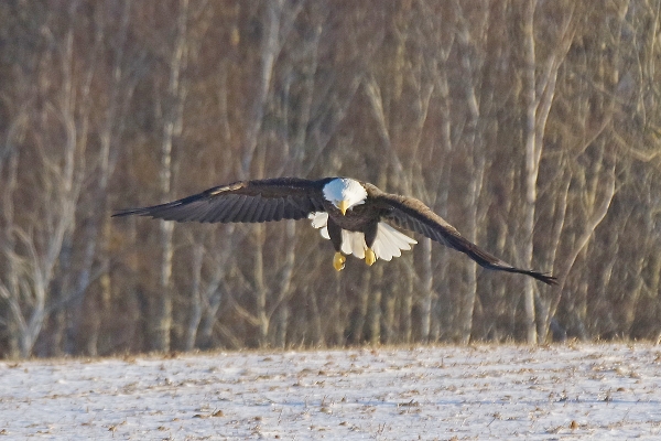 Eagle Watch