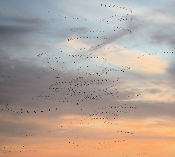 flight of fancy