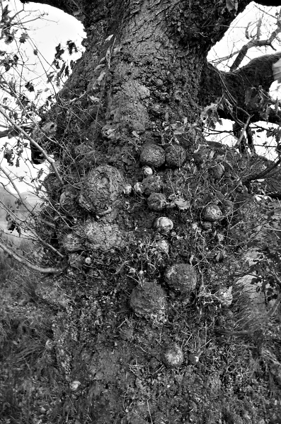 Gnarled Oak