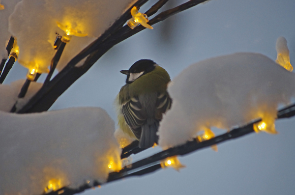 My Christmas card tit