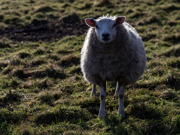 Neighbour