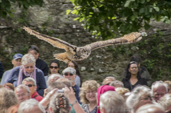 Owl overhead.