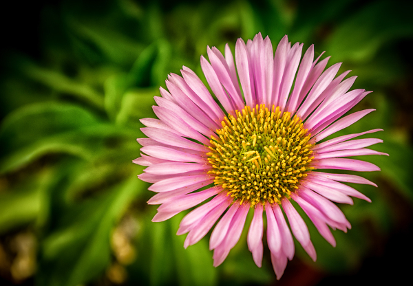 Pink flower.