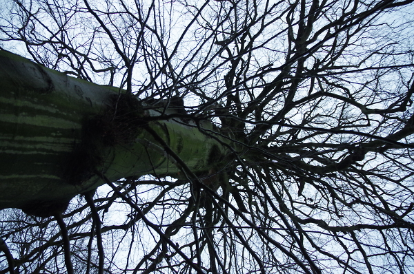 Sideways Tree