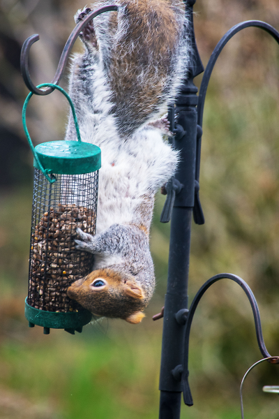 Squirrel