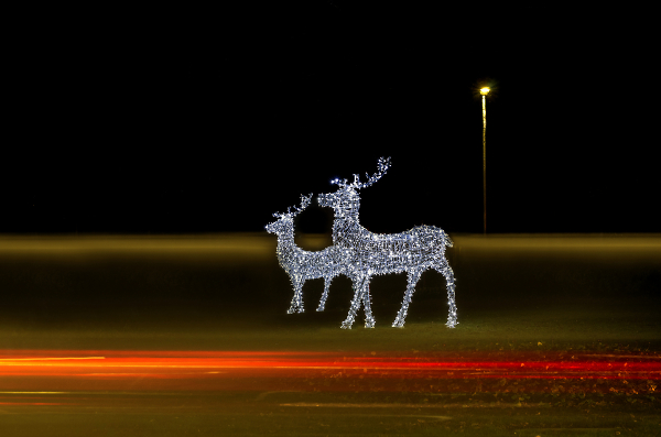 Warning: Deer on road