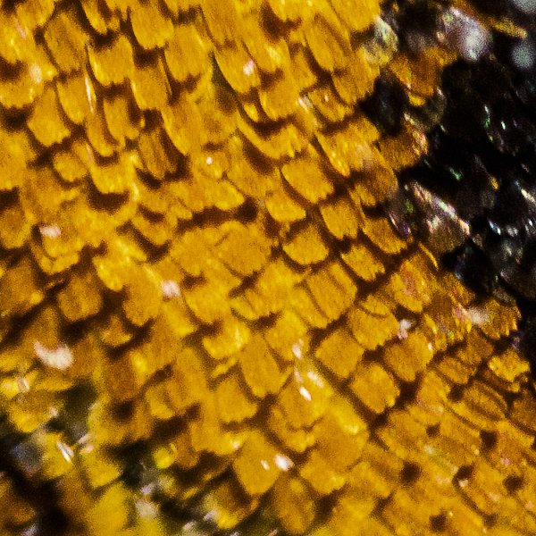 Wing Formation