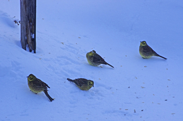 Yellowhammers
