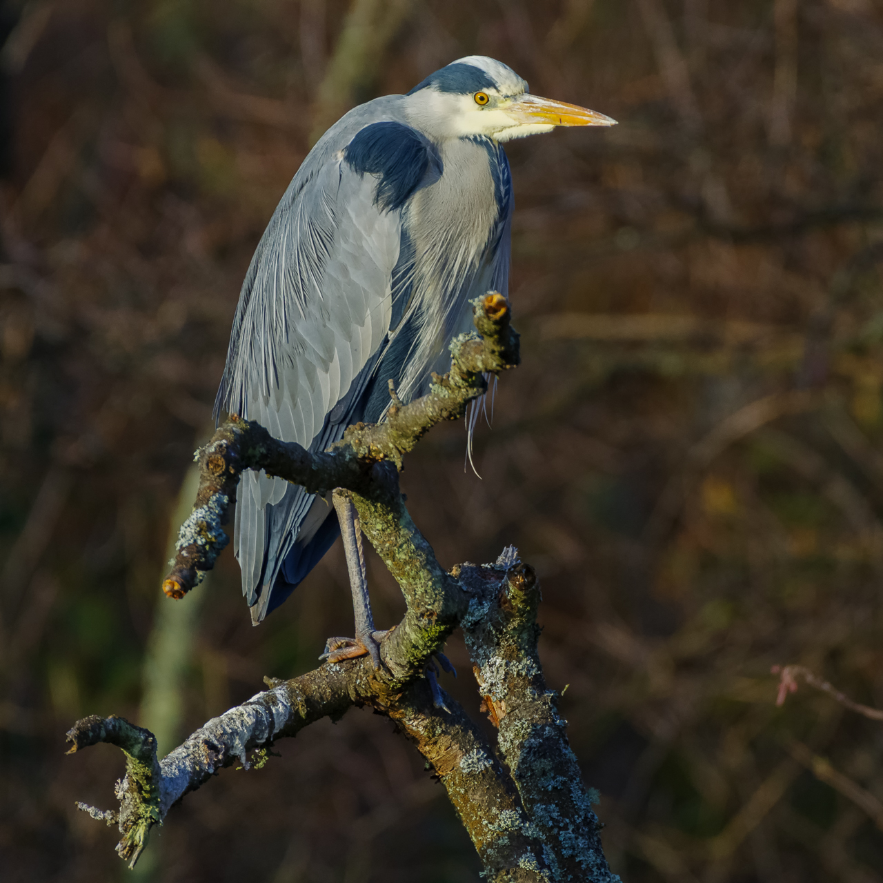 Grey Heron