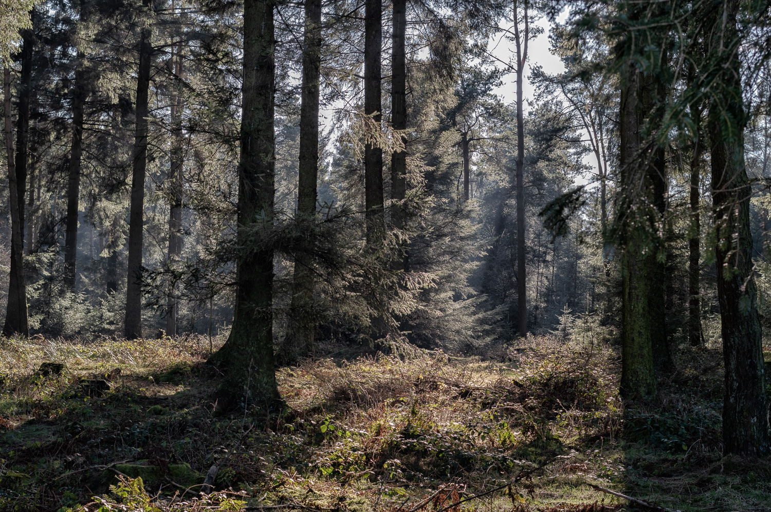 Woodland