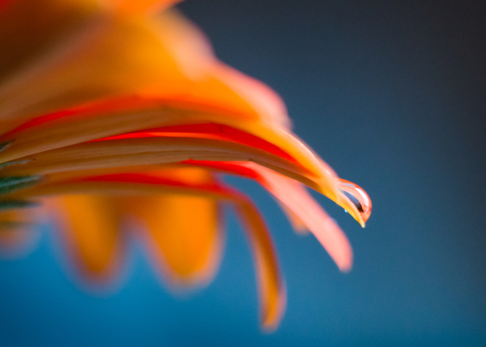 Gerbera
