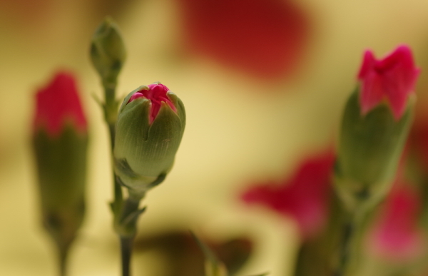 About to Bloom