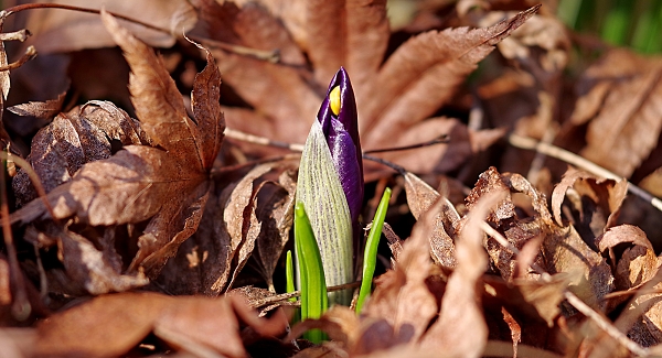 Breaking through the leaf litter