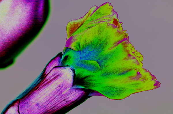 Carnation