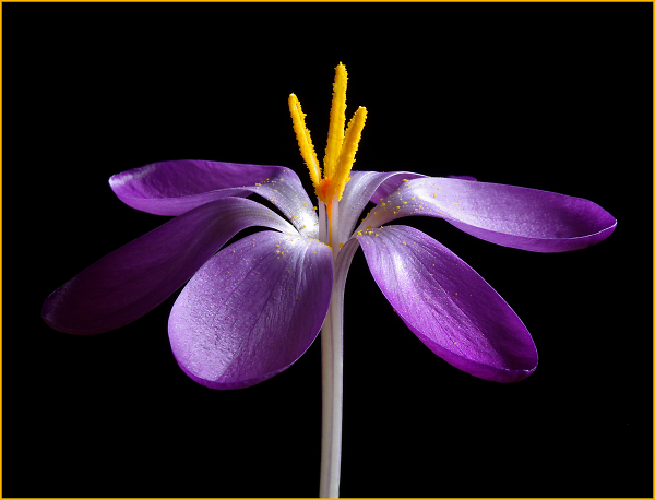 Crocus