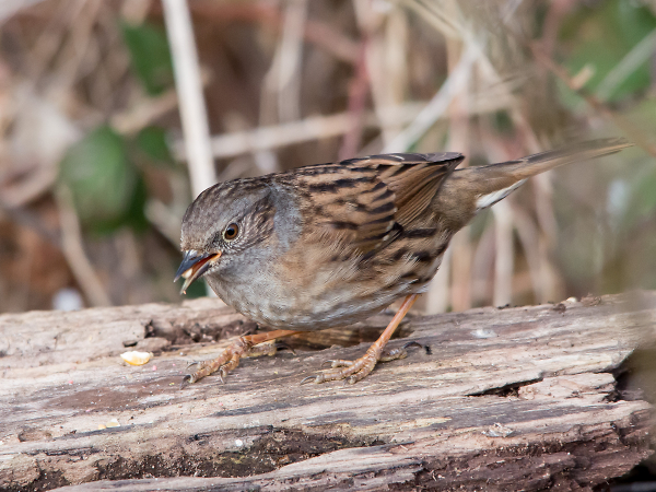 Dunnock
