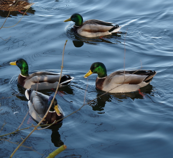Four Mallards