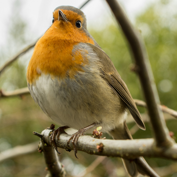 Friendly robin.