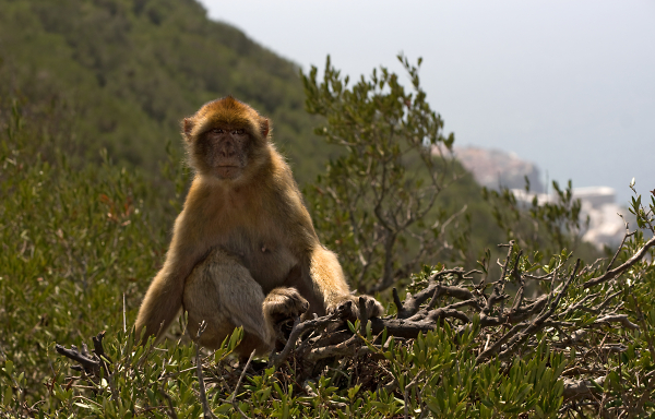 Gibraltarian Resident