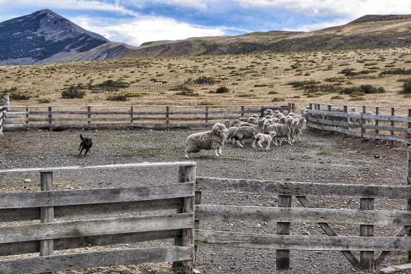 Highly enthusiastic (and very efficient) sheep dog