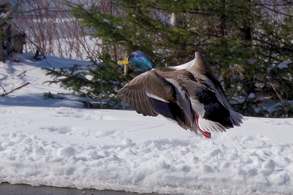 Mallard Duck in Flight