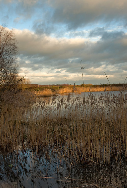 Reed Beds in Evening Sun