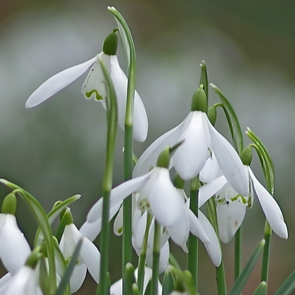 Snowdrops