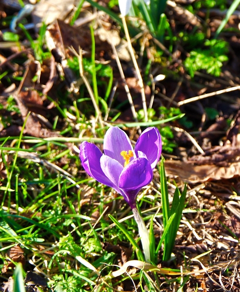 Spring