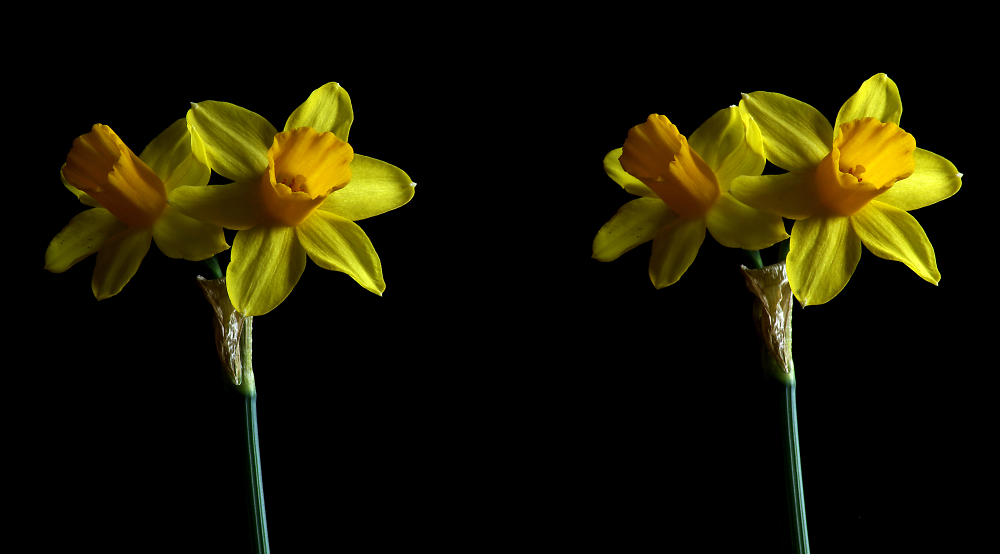 3D Daffs