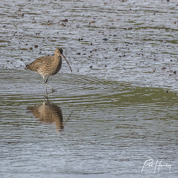 Curlew