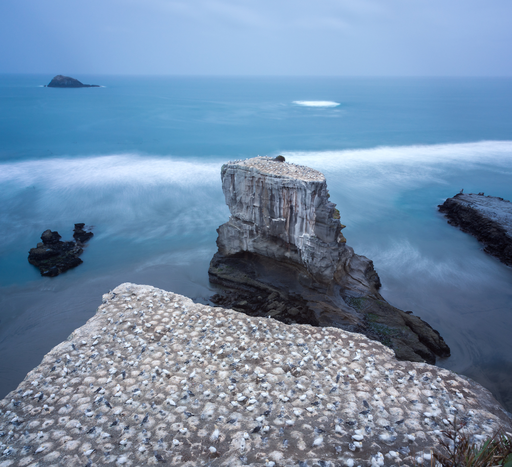 Gannet Colony
