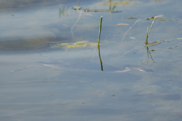 Below the surface