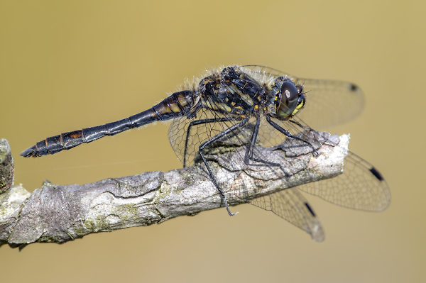 Black Darter (Sympetrum danae)