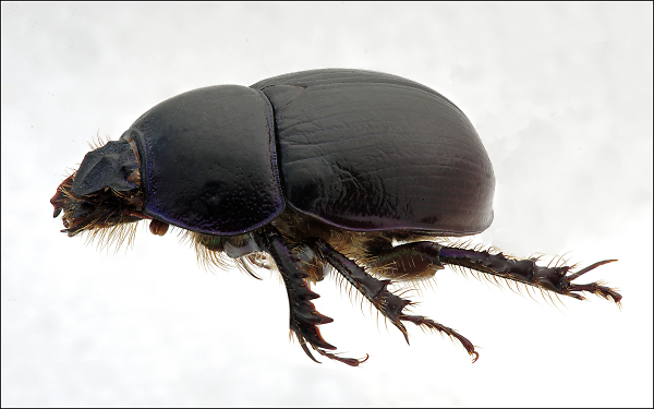 Dung Beetle