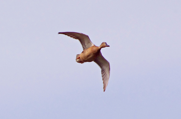 Female Mallard