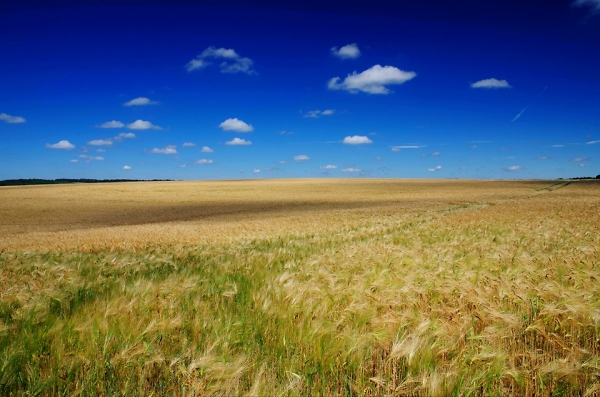 Fields of Gold