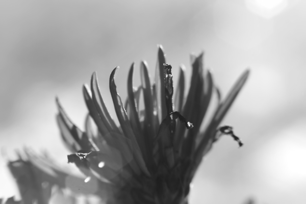 Flower Morning Sun B\W