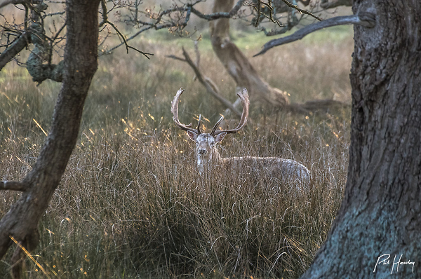 For he's a jolly good Fallow...
