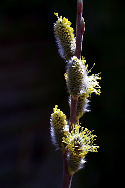 Goat Willow