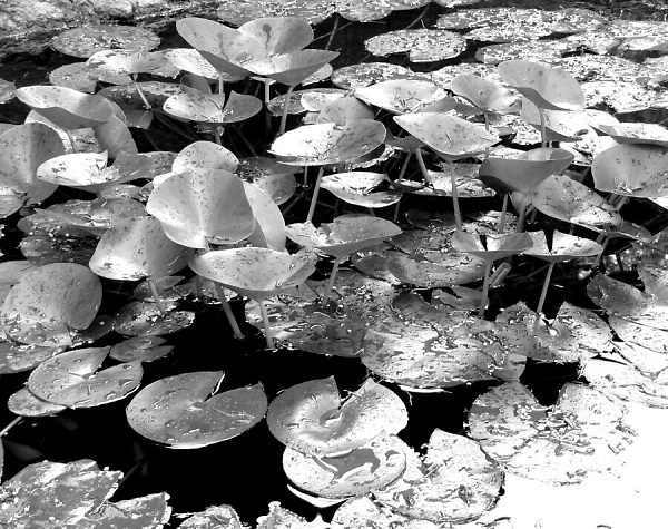 Lillies