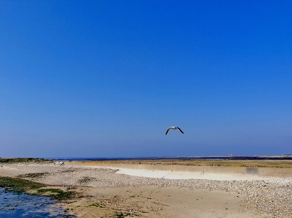 Lone gull