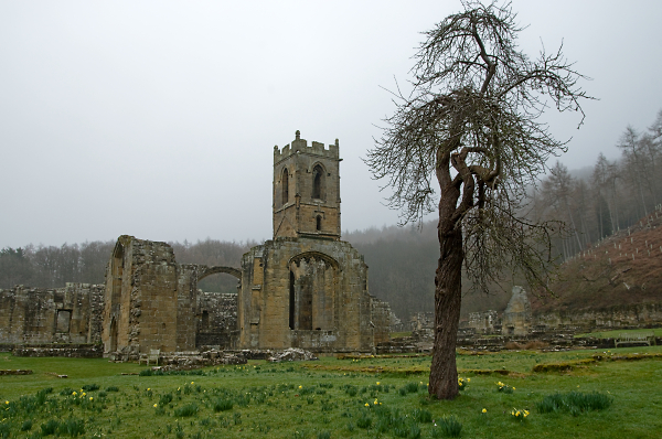Mount Grace Priory & Tree
