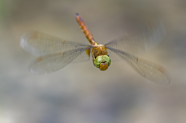 Norfolk hawker (aeshna isoceles)